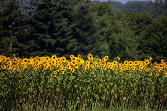 Sonnenblumen blühen auf einem Blumenfeld von Beckmanns Blumen.