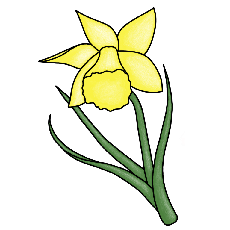 Eine gezeichnete gelbe Narzisse.