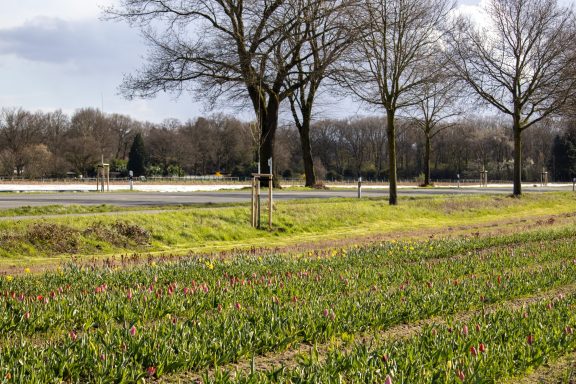 Tulpen blühen auf einem Blumenfeld von Beckmanns Blumen.