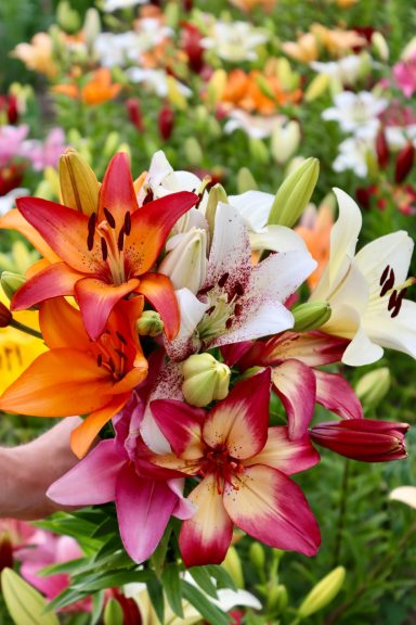 Eine Hand hält einen Strauß Lilien auf einem Blumenfeld von Beckmanns Blumen.