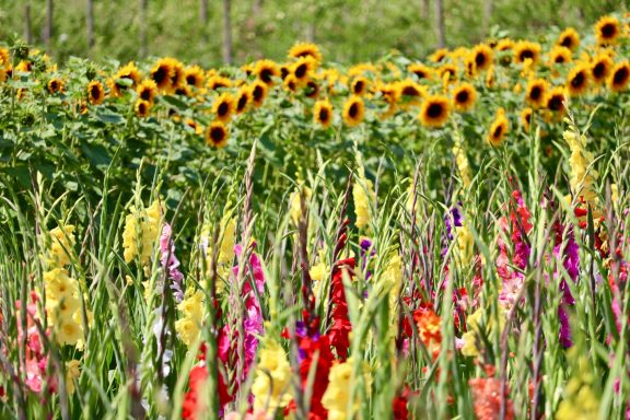 Bunte Gladiolen blühen auf einem Blumenfeld von Beckmanns Blumen. Im Hintergrund wachsen Sonnenblumen.