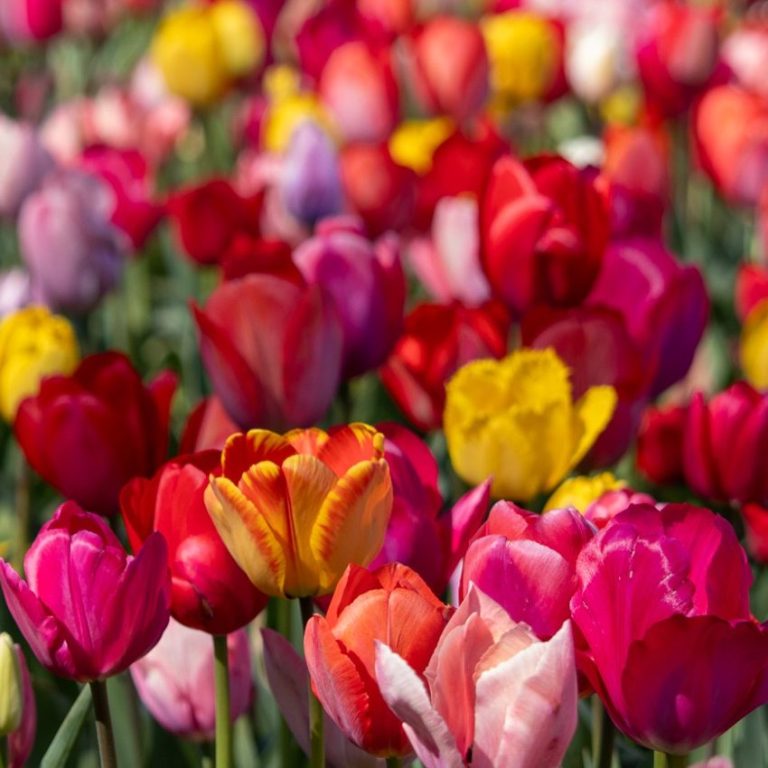 Bunte Tulpen blühen auf einem Blumenfeld von Beckmanns Blumen.