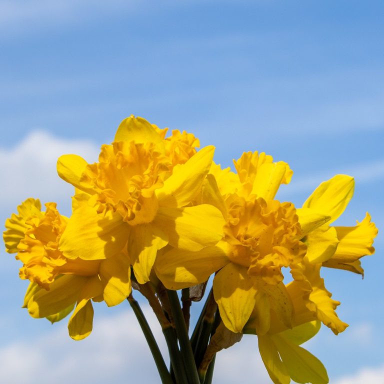 Narzissen blühen in einer Vase. Narzissen von Beckmanns Blumen blühen in einer Vase.