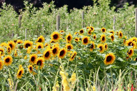 Sonnenblumen blühen auf einem Blumenfeld von Beckmanns Blumen.