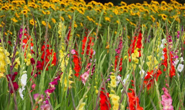 Sonnenblumen und Gladiolen blühen auf einem Blumenfeld von Beckmanns Blumen.