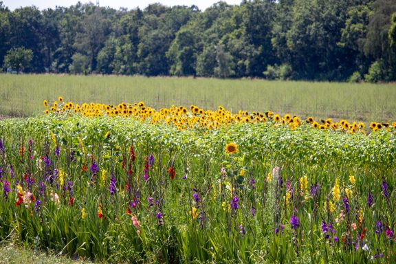 Gladiolen und Sonnenblumen blühen auf einem Blumenfeld von Beckmanns Blumen.