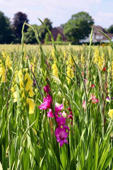 Bunte Gladiolen blühen auf einem Blumenfeld von Beckmanns Blumen.