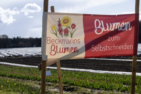 Ein Schild mit dem Text "Blumen zum Selbstschneiden" steht an einem Feld von Beckmanns Blumen.