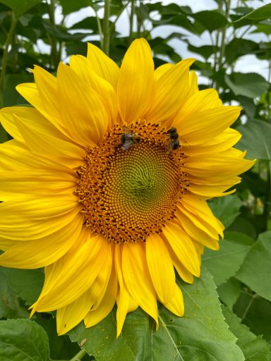 Zwei Bienen sitzen auf einer Sonnenblume auf einem Blumenfeld von Beckmanns Blumen.