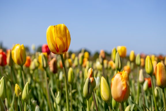 Mehrfarbige Tulpen blühen auf einem Blumenfeld von Beckmanns Blumen.