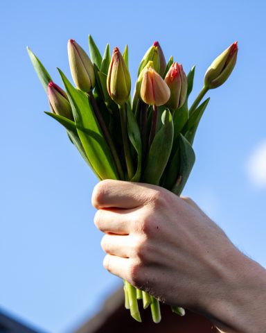 Ein Strauß geschlossener Tulpen von Beckmanns Blumen vor einem blauen Himmel.