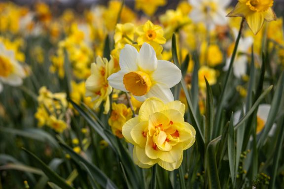 Gelbe und weiße Narzissen blühen auf einem Blumenfeld von Beckmanns Blumen.