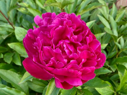 Eine pinke Pfingstrose blüht mit dicht gefüllten Blütenblättern auf einem Blumenfeld von Beckmanns Blumen.