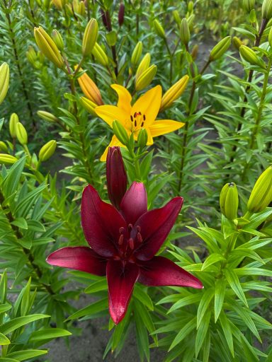 Eine rote und eine gelbe Lilie blühen auf einem Blumenfeld von Beckmanns Blumen.