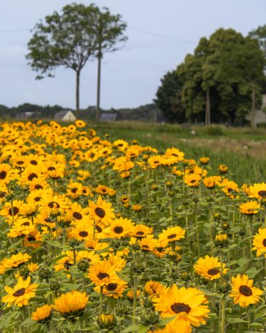 Sonnenblumen blühen auf einem Blumenfeld von Beckmanns Blumen.