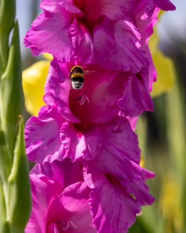 Eine pinke Gladiole blüht auf einem Blumenfeld von Beckmanns Blumen.