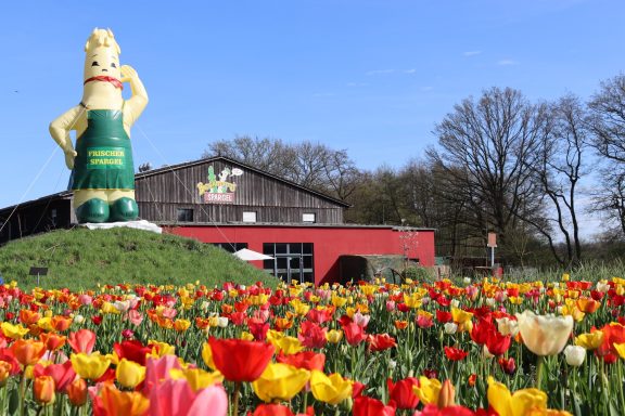 Bunte Tulpen blühen auf einem Blumenfeld von Beckmanns Blumen vor dem Hofladen von Beckmanns Spargel.
