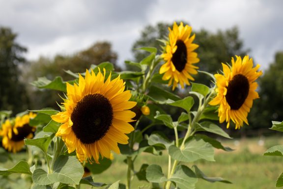 Sonnenblumen blühen auf einem Blumenfeld von Beckmanns Blumen.