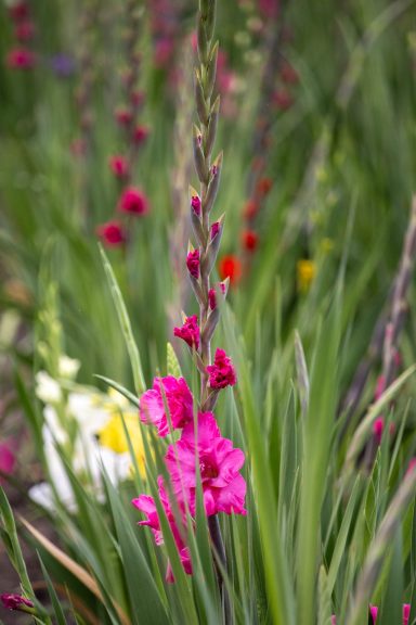 Eine pinke Gladiole blüht auf einem Blumenfeld von Beckmanns Blumen.