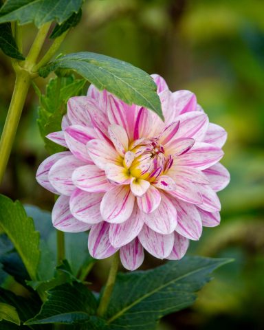 Eine pink-weiße Dahlie blüht auf einem Blumenfeld von Beckmanns Blumen.