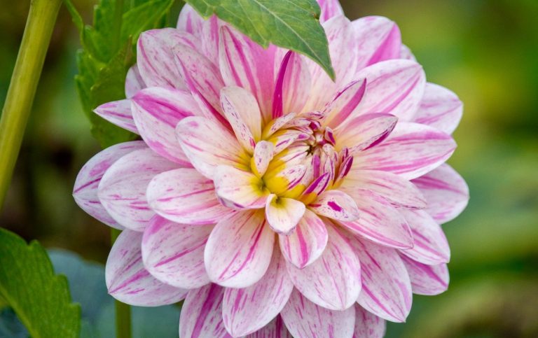 Eine pink-weiße Dahlie blüht auf einem Blumenfeld von Beckmanns Blumen.