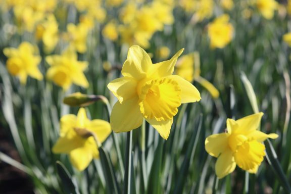 Gelbe Narzissen blühen auf einem Blumenfeld von Beckmanns Blumen.