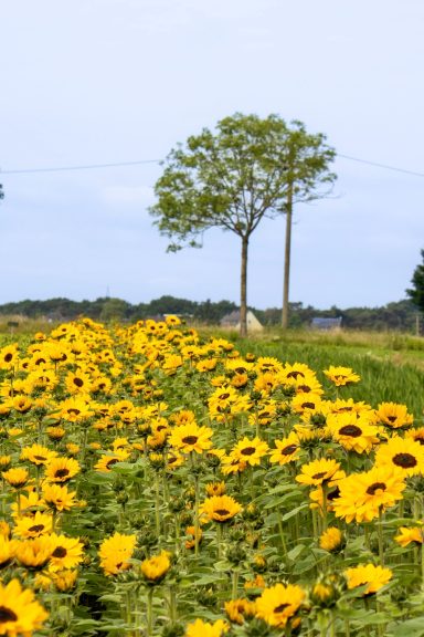 Sonnenblumen blühen auf einem Blumenfeld von Beckmanns Blumen.