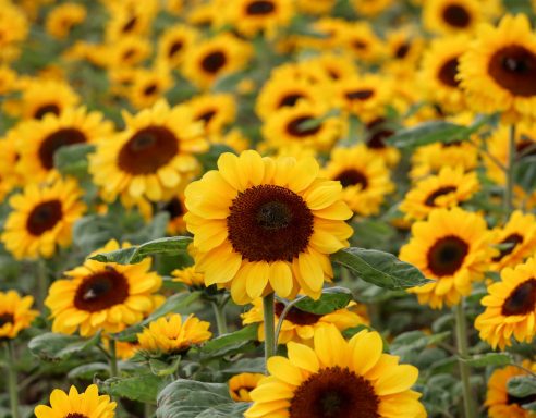 Sonnenblumen blühen auf einem Blumenfeld von Beckmanns Blumen.