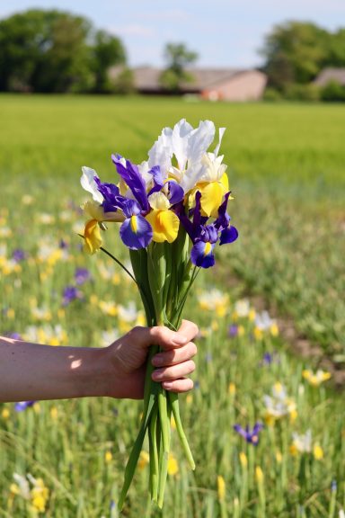 Eine Hand hält einen Strauß weißer und violetter Iris auf einem Blumenfeld von Beckmanns Blumen.