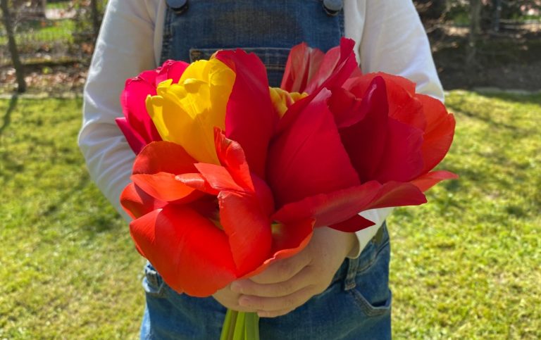Ein Kind hält einen Strauß bunter Tulpen von Beckmanns Blumen in der Hand.