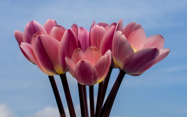 Ein Strauß pinker Tulpen von Beckmanns Blumen.