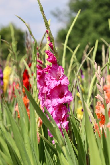 Eine pinke Gladiole blüht auf einem Blumenfeld von Beckmanns Blumen. 