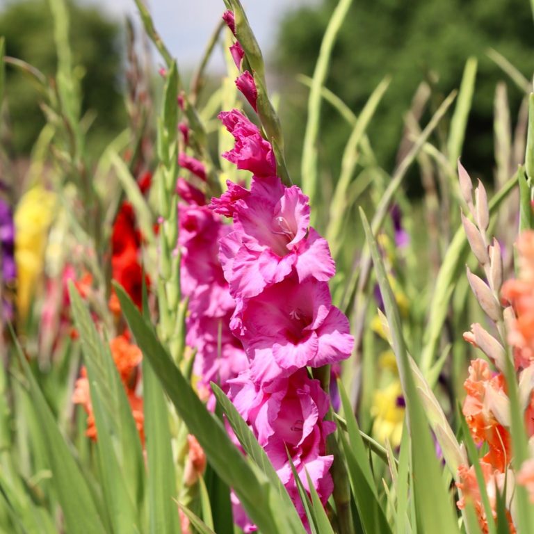 Gladiolen blühen auf einem Blumenfeld von Beckmanns Blumen.