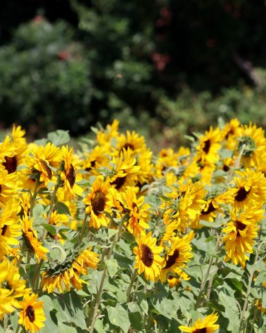 Sonnenblumen blühen auf einem Blumenfeld von Beckmanns Blumen.
