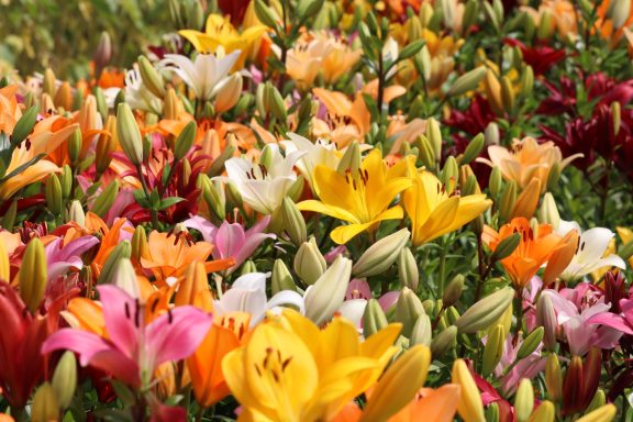 Lilien von Beckmanns Blumen blühen auf einem Blumenfeld.