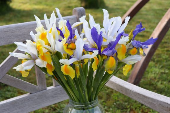 Weiße und violette Iris von Beckmanns Blumen blühen in einer Vase, die auf einer Holzbank in einem Garten steht.