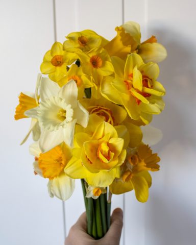 Ein Strauß aus verschiedenen Narzissen von Beckmanns Blumen vor einem weißen Hintergrund.