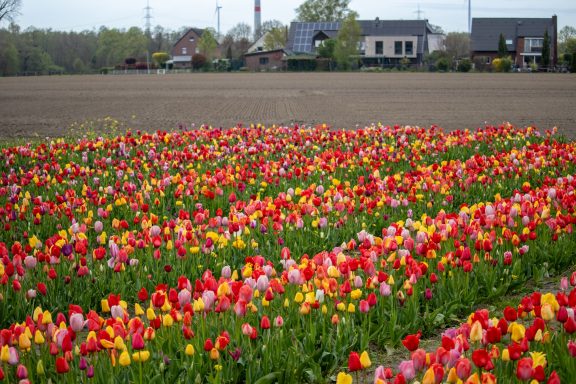 Bunte Tulpen blühen auf einem Blumenfeld von Beckmanns Blumen.