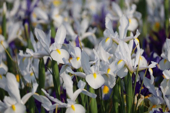 Weiße Iris blühen auf einem Blumenfeld von Beckmanns Blumen.