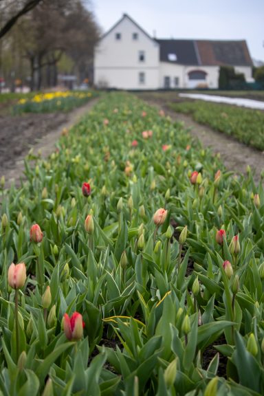 Tulpen blühen auf einem Blumenfeld von Beckmanns Blumen.