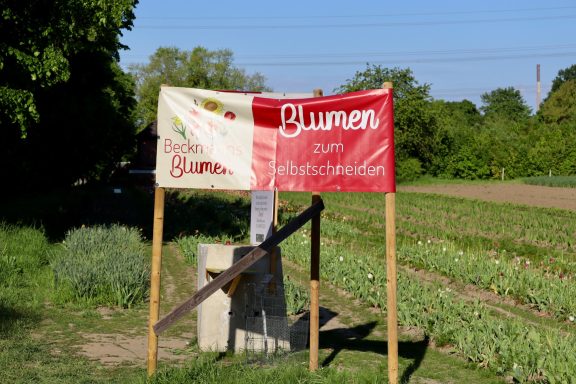 Ein Schild mit dem Text "Blumen zum Selbstschneiden" steht an einem Feld von Beckmanns Blumen.