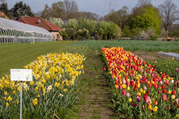 Narzissen und Tulpen blühen auf einem Blumenfeld von Beckmanns Blumen.