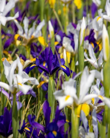 Weiße, blaue und violette Iris blühen auf einem Blumenfeld von Beckmanns Blumen.