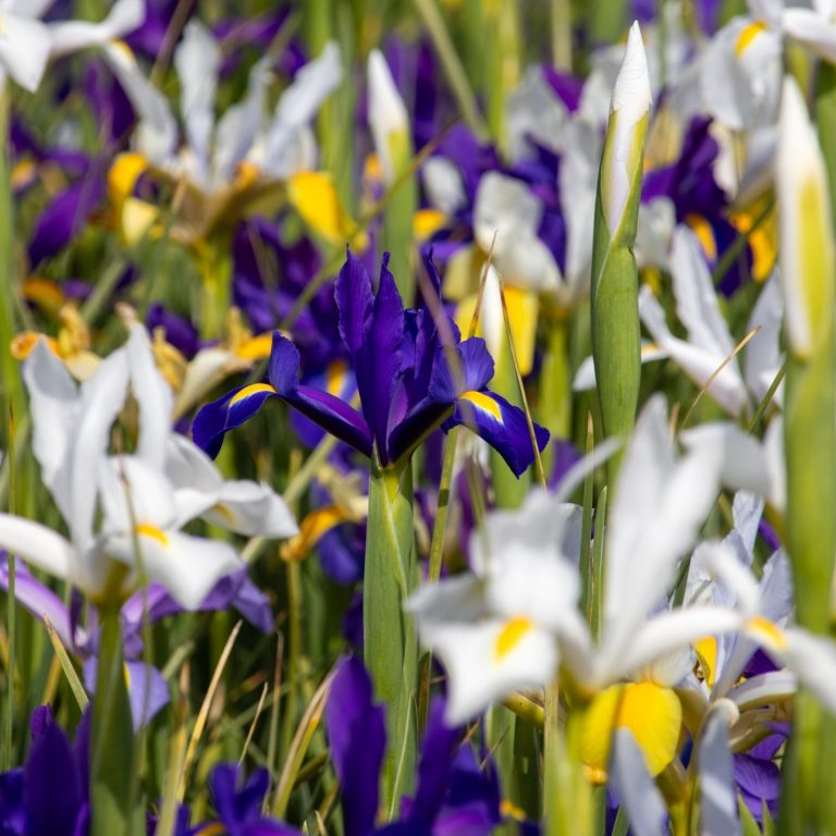 Iris blühen auf einem Blumenfeld. Iris blühen auf einem Blumenfeld von Beckmanns Blumen.