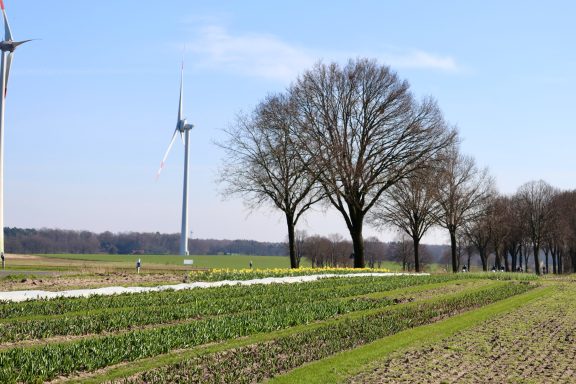Verschiedene Blumen wachsen auf einem Blumenfeld von Beckmanns Blumen.