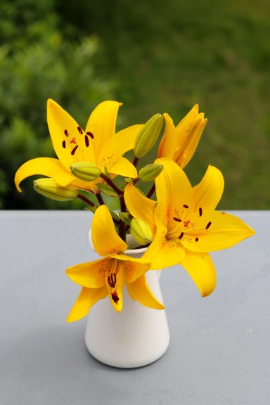 Gelbe Lilien von Beckmanns Blumen blühen in einer Vase.