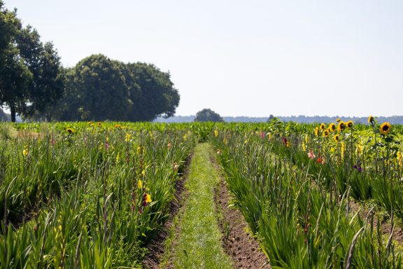 Gladiolen blühen auf einem Blumenfeld von Beckmanns Blumen.