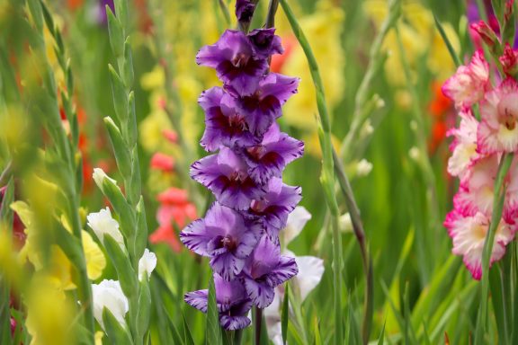 Eine violette Gladiole blüht auf einem Blumenfeld von Beckmanns Blumen. 