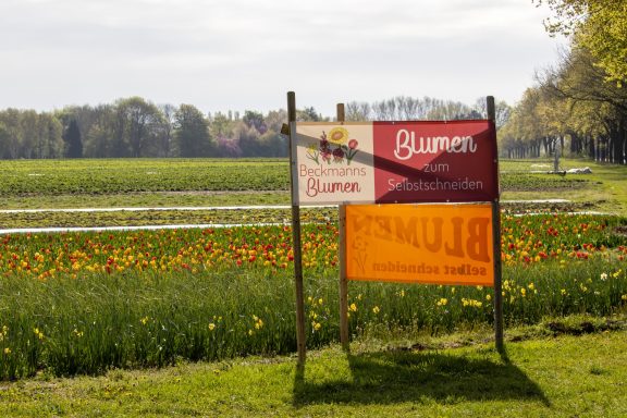 Ein Schild mit dem Text "Blumen zum Selbstschneiden" steht an einem Feld von Beckmanns Blumen.