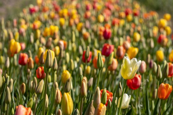 Bunte Tulpen blühen auf einem Blumenfeld von Beckmanns Blumen.